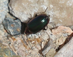 Altica torquata