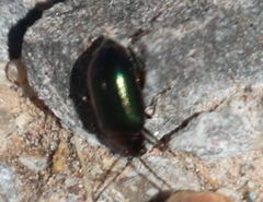 Altica torquata