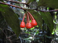 Psammisia pennellii