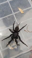 Porrhothele antipodiana