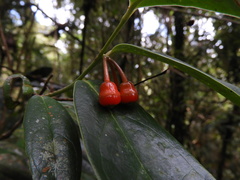 Psammisia pennellii