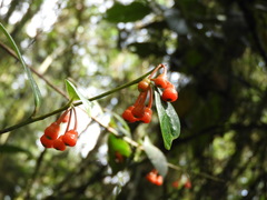 Psammisia pennellii