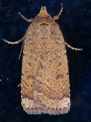 Abagrotis benjamini
