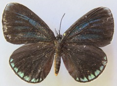 Eumaeus godartii