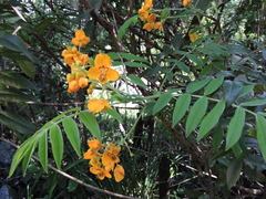 Senna stipulacea