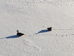 Branta canadensis