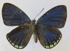 Eumaeus godartii