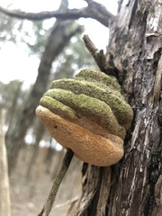 Pyrofomes juniperinus