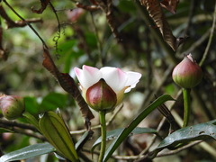 Blakea quadrangularis