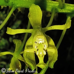 Epidendrum cylindraceum