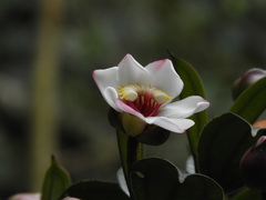 Blakea quadrangularis