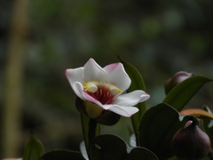 Blakea quadrangularis