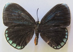 Eumaeus godartii