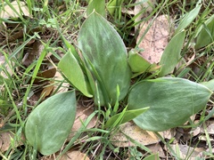 Erythronium multiscapideum
