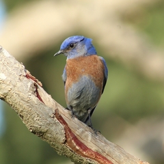 Sialia mexicana