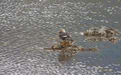 Tachyeres patachonicus