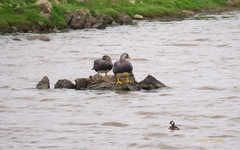 Tachyeres patachonicus