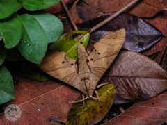 Marumba