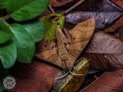 Marumba