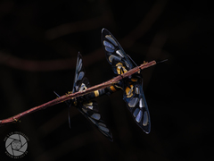 Amata sperbius