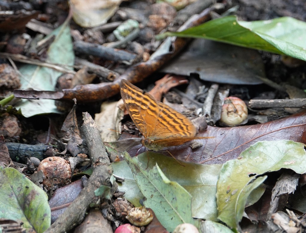 Euriphene amicia