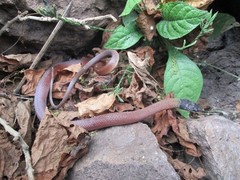 Coniophanes lateritius