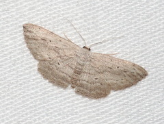 Scopula desita