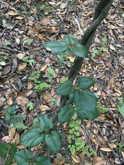 Boquila trifoliolata