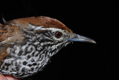 Spot-Breasted Wren photo 6
