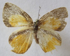 Euselasia chrysippe