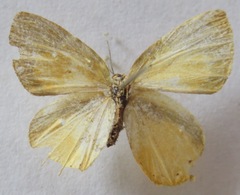 Euselasia chrysippe