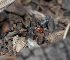 Iridomyrmex rubriceps
