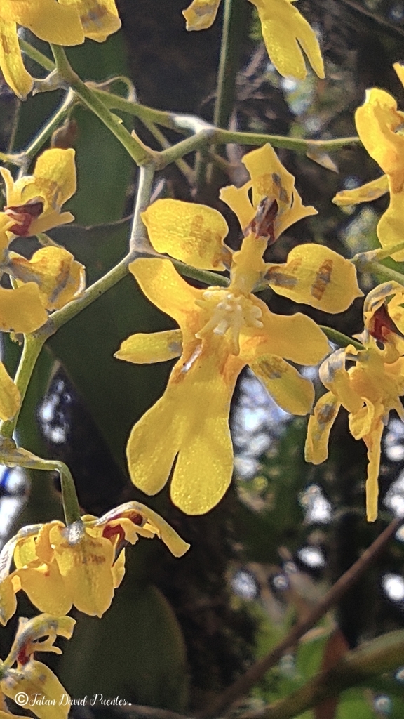 Bird Beak Orchid