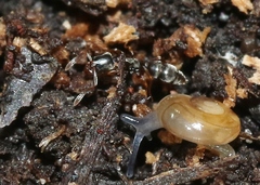 Hypoponera punctatissima