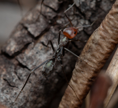 Iridomyrmex rubriceps