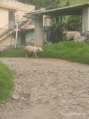 Ovis aries