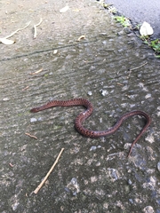 Psammodynastes pulverulentus