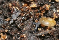Hypoponera punctatissima