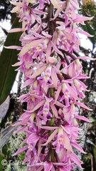 Epidendrum klotzscheanum