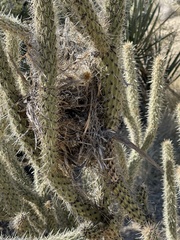 Campylorhynchus brunneicapillus