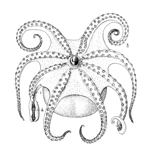 Spoonarm Octopus
