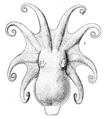 Spoonarm Octopus