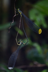 Microstigma