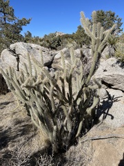 Campylorhynchus brunneicapillus