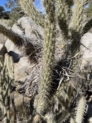 Campylorhynchus brunneicapillus