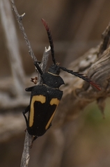 Calocomus desmarestii