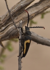 Calocomus desmarestii