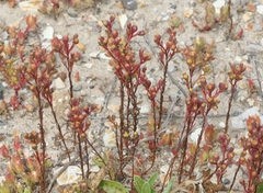 Amblyopappus pusillus