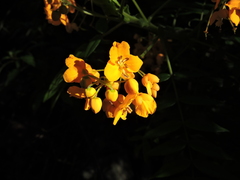 Senna stipulacea