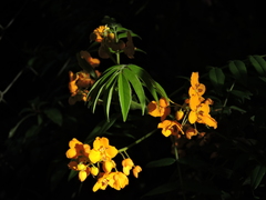 Senna stipulacea